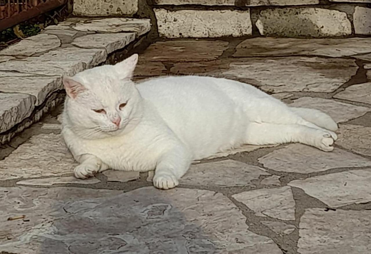 Aleksa Konuk evi Cetinje Dış mekan fotoğraf